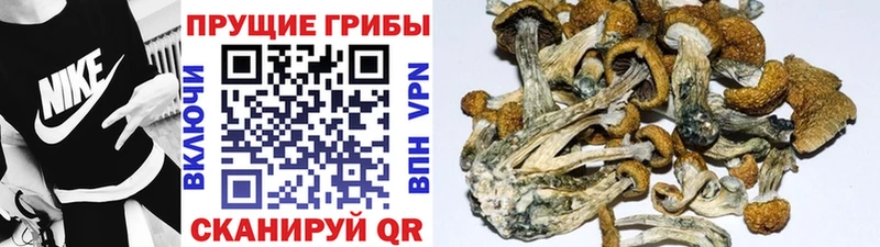 Псилоцибиновые грибы GOLDEN TEACHER  OMG ONION  Семилуки 