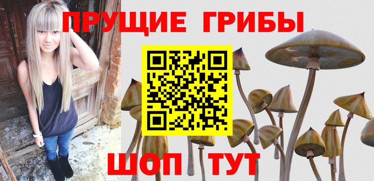 Семилуки  сколько стоит  Вход с VPN  Псилоцибиновые грибы GOLDEN TEACHER 